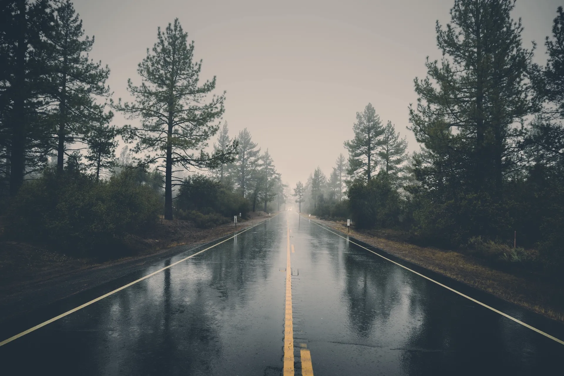 A road with trees and water on it