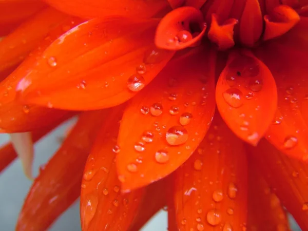 A close up of the petals and water droplets on a flower.