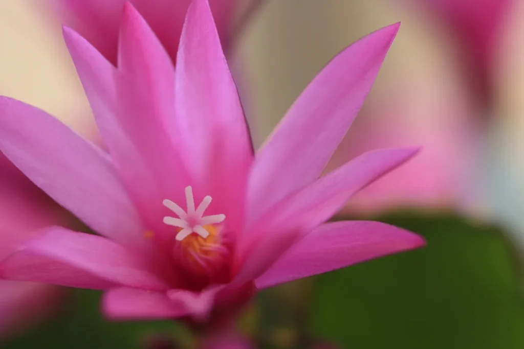 A close up of the flower of a pink plant