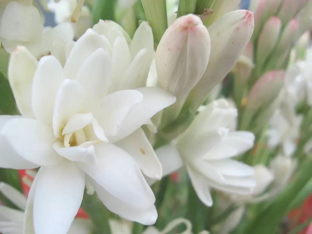 A close up of white flowers with green stems