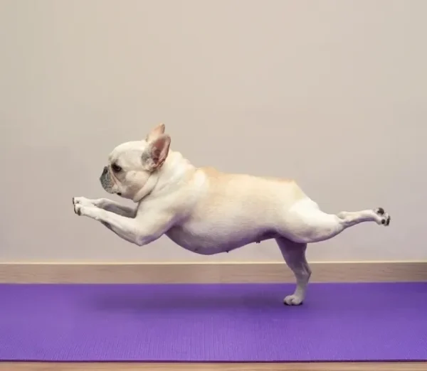 A dog is jumping in the air on a yoga mat.